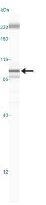 Simple Western: c-Myc Antibody [NB600-336]