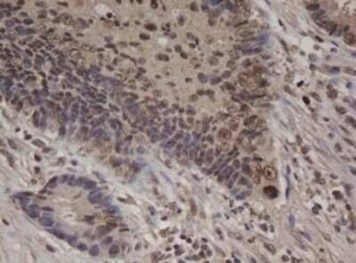 Immunohistochemistry: c-jun Antibody (OTI2D11) - Azide and BSA Free [NBP2-71058]