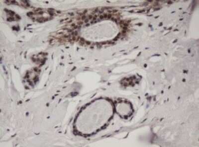 Immunohistochemistry: c-jun Antibody (OTI2D11) - Azide and BSA Free [NBP2-71058]