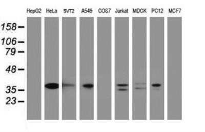 Western Blot: c-jun Antibody (OTI2D11)Azide and BSA Free [NBP2-71058]
