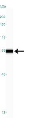 Simple Western: cGAS Antibody [NBP1-86761]