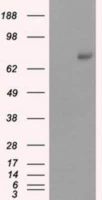 Western Blot: cGK1/PRKG1 Antibody (OTI9G4) [NBP2-02521]
