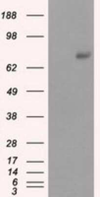 Western Blot: cGK1/PRKG1 Antibody (OTI9G4)Azide and BSA Free [NBP2-71227]