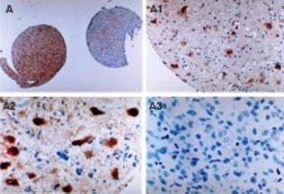 Immunohistochemistry-Paraffin: cIAP-1/HIAP-2 Antibody [NB100-56128]
