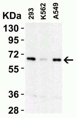 Western Blot: cIAP-1/HIAP-2 AntibodyBSA Free [NBP1-77193]