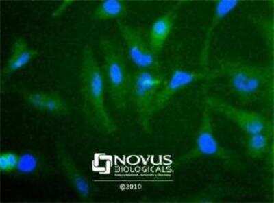 Immunocytochemistry/ Immunofluorescence: cIAP-2/HIAP-1 Antibody - BSA Free [NBP1-27972]