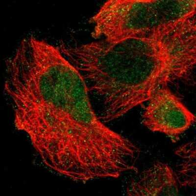 Immunocytochemistry/ Immunofluorescence: cIAP-2/HIAP-1 Antibody [NBP1-90132]
