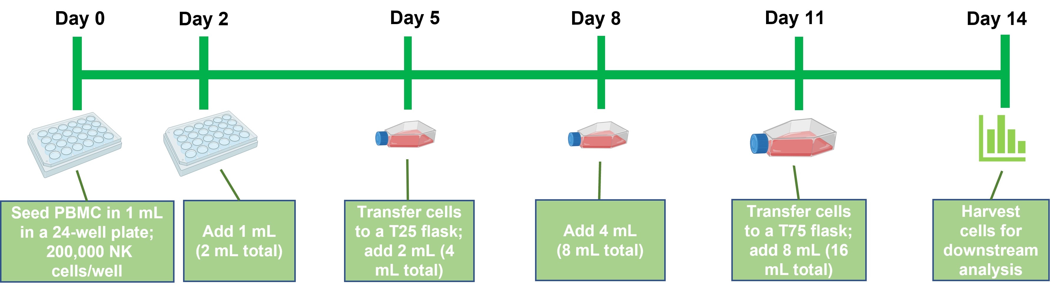 Human NK Cell expansion protocol over 2-week period.