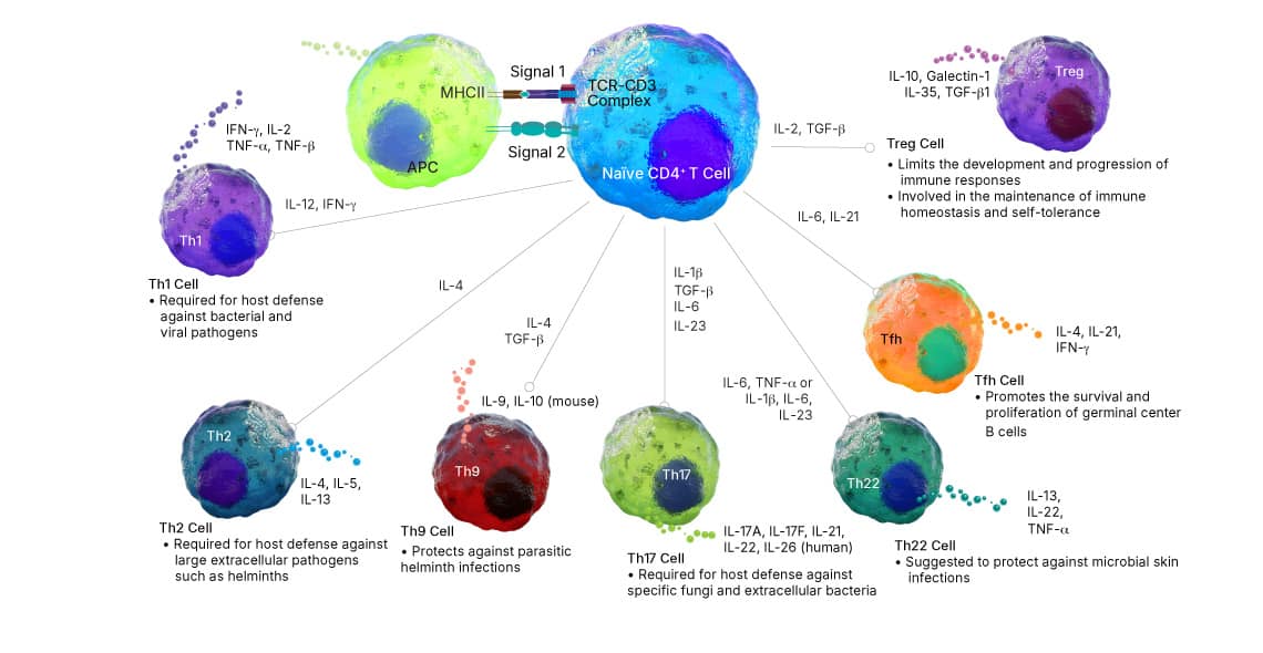 Image showing the cytokines required for differentiation of a naïve CD4+ T cell into the T helper cell subsets, cytokines secreted by each subset, and the pathogens that they protect against.