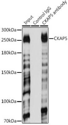 Immunoprecipitation: ch-TOG Antibody - BSA Free [NBP2-92555]
