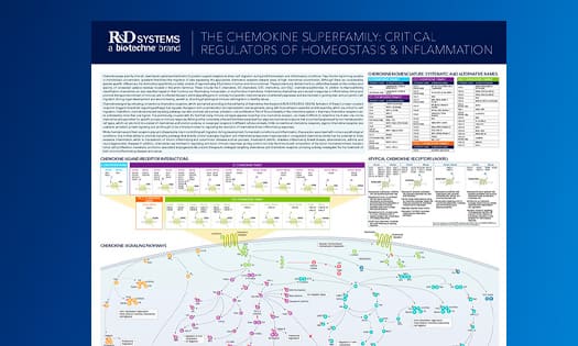 R&D Systems Chemokine Superfamily poster