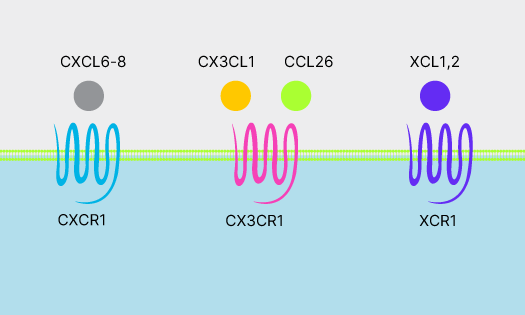 Three chemokines binding to seven transmembrane G protein-coupled chemokine receptors