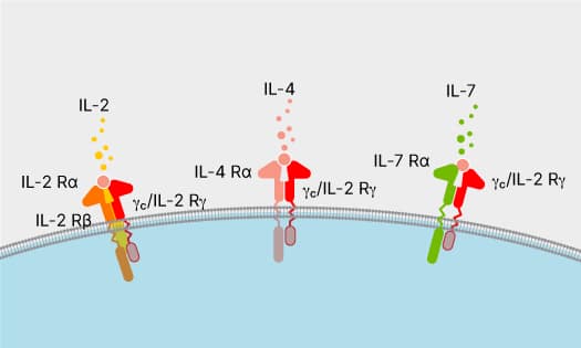 Common gamma chain family cytokines, IL-2, IL-4, and IL-7 binding to their respective receptor complexes in the cell membrane