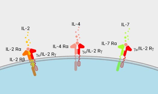 Common gamma chain family cytokines, IL-2, IL-4, and IL-7 binding to their respective receptor complexes in the cell membrane