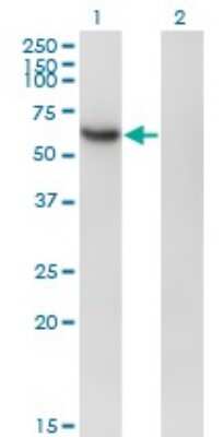 Western Blot: csl/RBPJK Antibody (4E12) [H00003516-M01]