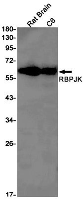 Western Blot: csl/RBPJK Antibody (S05-6G4) [NBP3-19759]