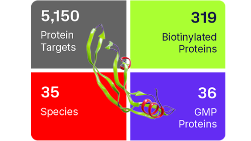 Custom Protein Development