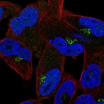 Immunocytochemistry/ Immunofluorescence: cyclin-I2 Antibody [NBP2-30765]