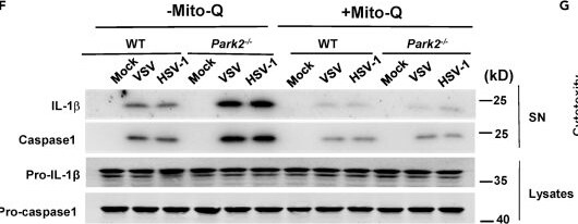 Detection of IL-18/IL-1F4 by Western Blot