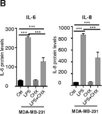 Detection of Human Human IL-8/CXCL8 Quantikine ELISA Kit by ELISA