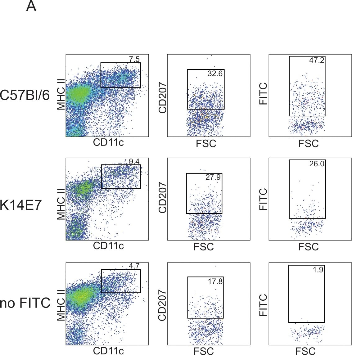 Langerin/CD207 Antibody (929F3.01)