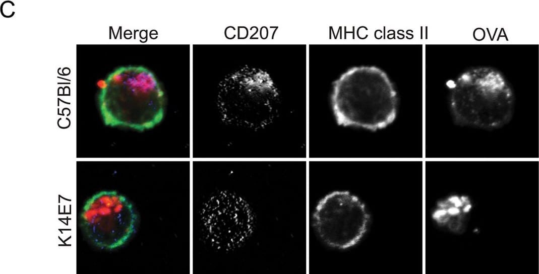 Langerin/CD207 Antibody (929F3.01)