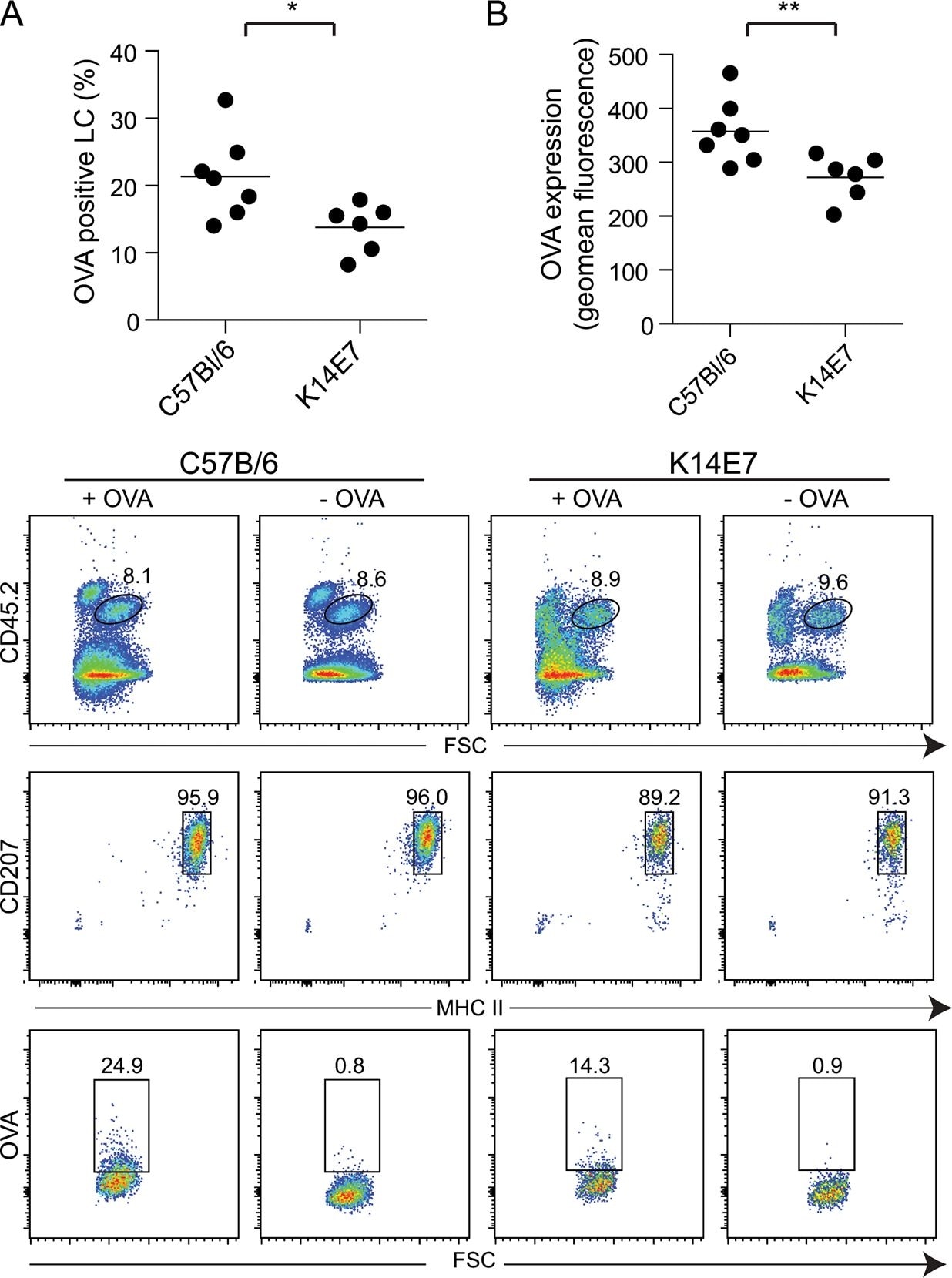 Langerin/CD207 Antibody (929F3.01)