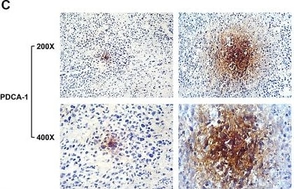 BST2 Antibody (120G8.04) - Azide and BSA Free