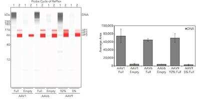 Simple Western: dsDNA Antibody (DSD/4054R) [NBP3-07302]