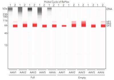 Simple Western: dsDNA Antibody (DSD/4054R) [NBP3-07302]