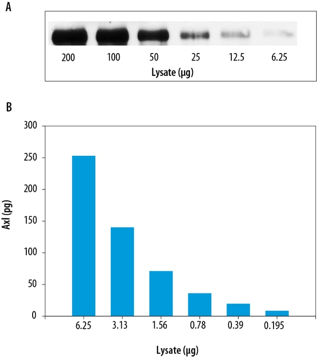 The Human Total Axl DuoSet® IC ELISA is more sensitive than immunoprecipitation (IP)-Western Blot analysis.