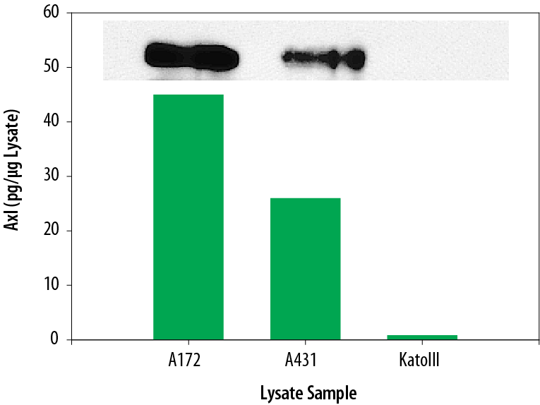 The Human Total Axl DuoSet® IC ELISA measures the relative level of Axl.