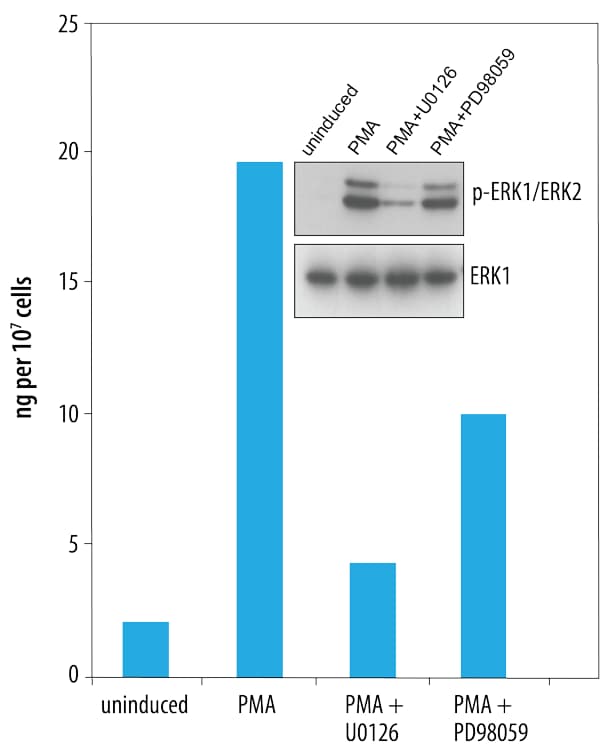 Quantification of Phosphorylated ERK1 in U0126- and PD98059-treated Human HeLa Cells.