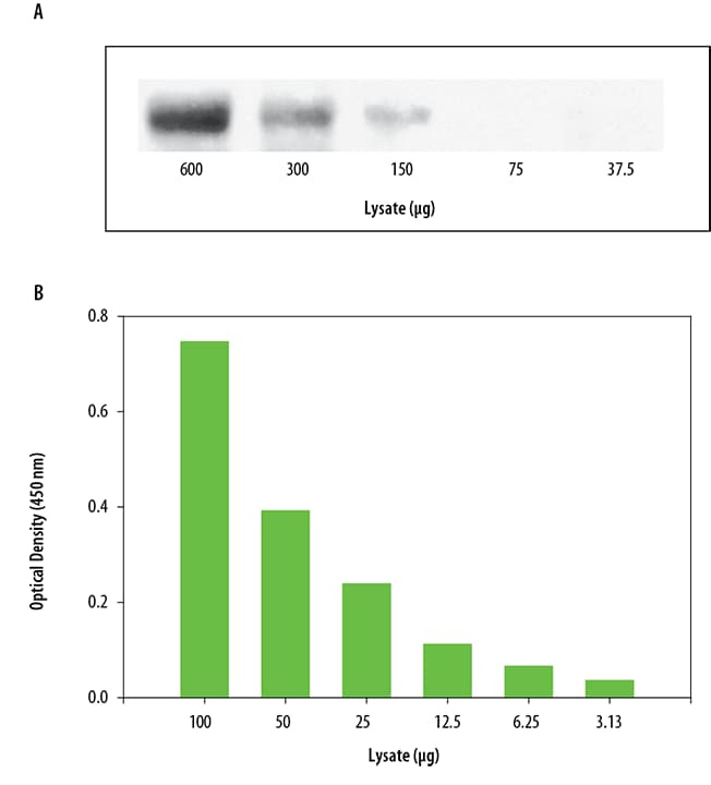 The Human Phospho-MSP R/Ron DuoSet® IC ELISA is more sensitive than immunoprecipitation (IP)-Western Blot analysis.