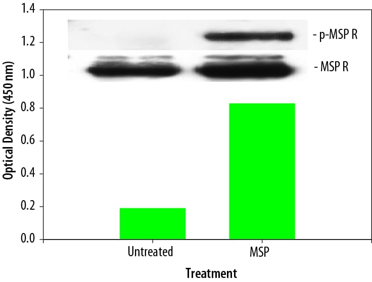 The Human Phospho-MSP R/Ron DuoSet® IC ELISA detects ligand-induced MSP R tyrosine phosphorylation.