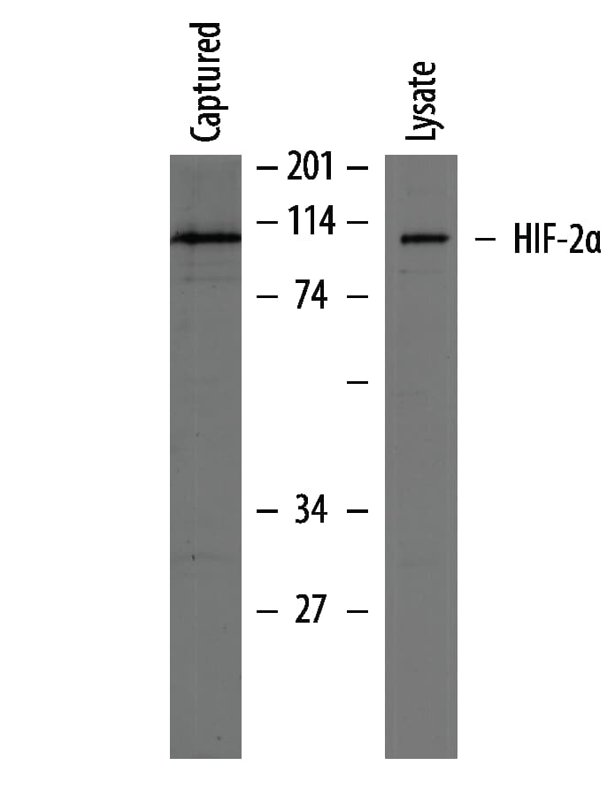 Total HIF-2 alpha  Detection in HepG2 Cell Lysate.