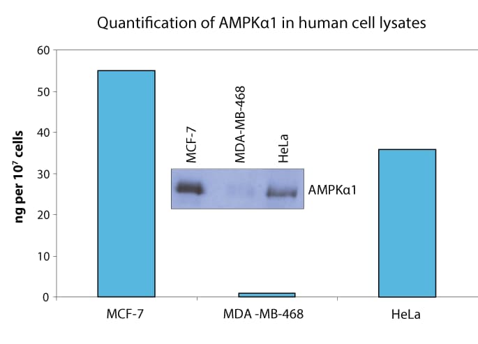 Quantification of AMPK alpha1 in human cell lysates.