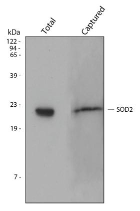 Detection of SOD2/Mn-SOD in HepG2 Cell Line Lysate.
