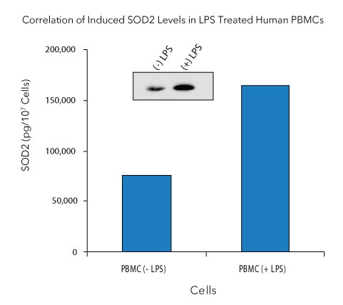 Detection of SOD2/Mn-SOD in Human PBMC Lysate.