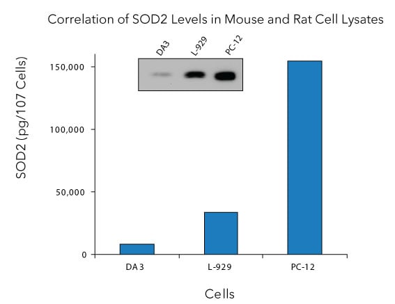 Detection of SOD2/Mn-SOD in Cell Lysate.