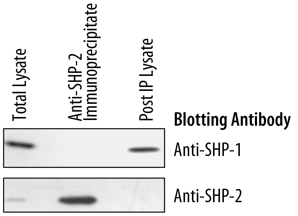 The Human/Mouse/Rat Phospho-SHP-2 (Y542) DuoSet IC ELISA specifically recognizes SHP-2 phosphorylated at Y542 as shown by Western blot analysis of the protein immunoprecipitated with the capture antibody supplied in the kit.