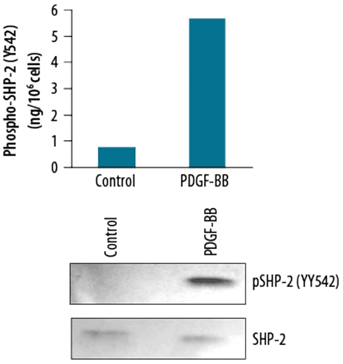 Growth Factor Induction of Phospho-SHP-2 (Y542) in Mouse Cells.