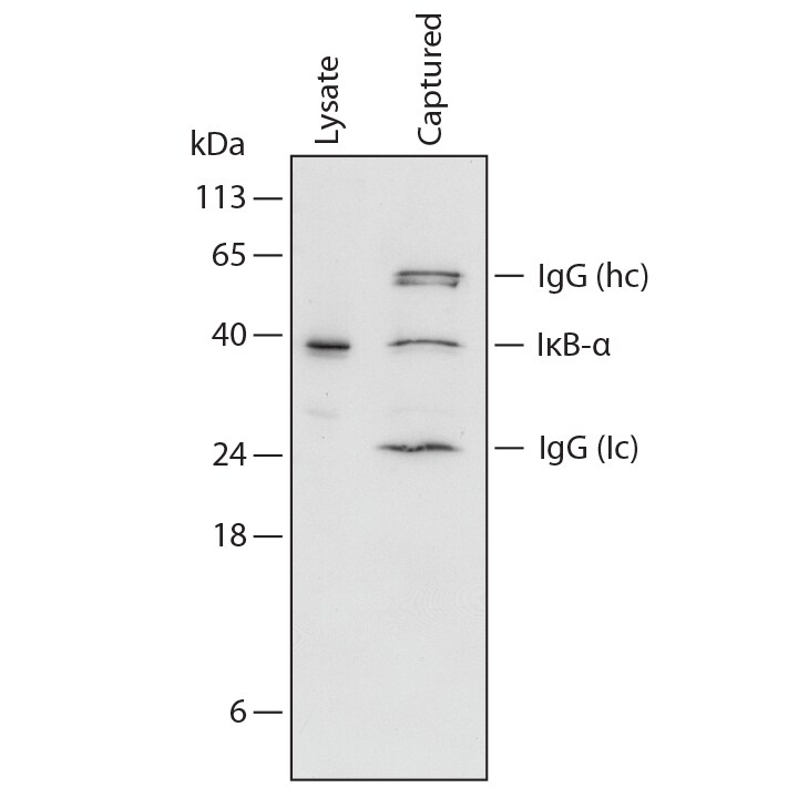 The Human Total I kappa B-alpha DuoSet IC ELISA specifically recognizes I kappa B-alpha as shown by Western blot analysis of the protein bound by the capture antibody supplied in the kit.