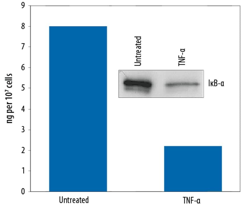 Quantification of total I kappa B-alpha in TNF-alpha treated HeLa cell lysates.