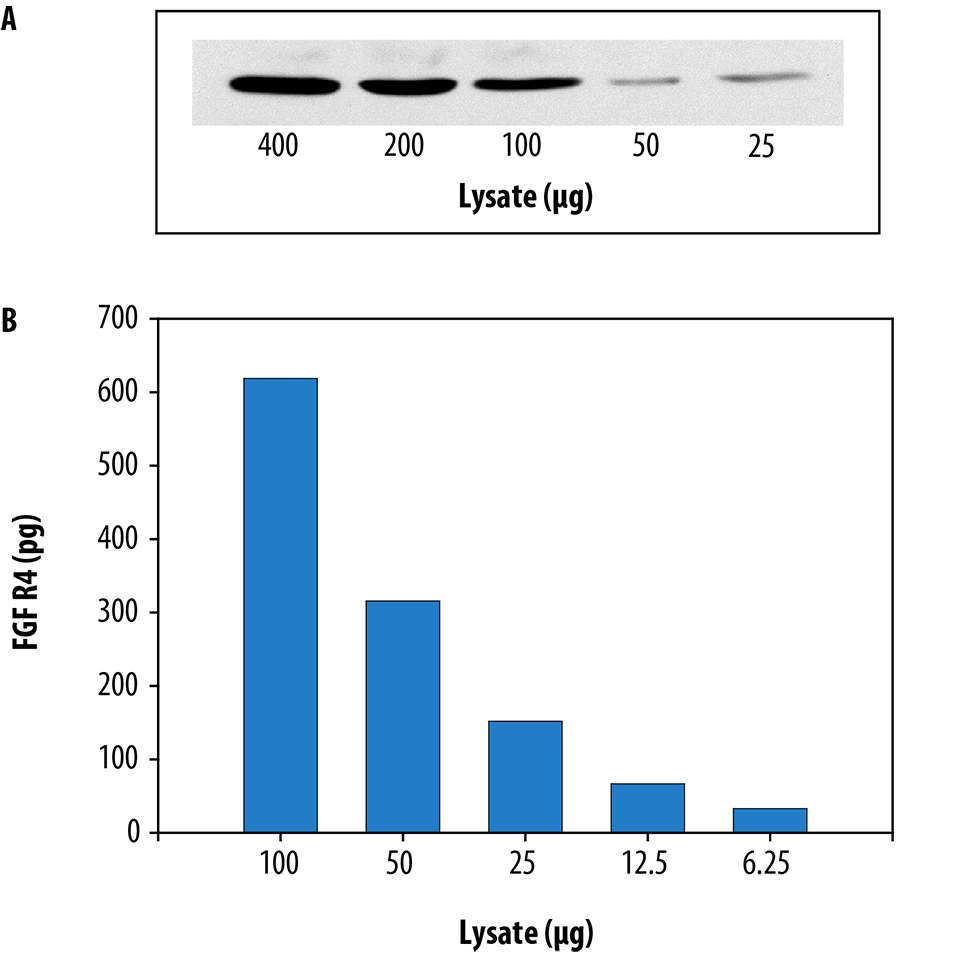 The Human Total FGF R4 DuoSet® IC ELISA is more sensitive than immunoprecipitation (IP)-Western blot analysis.