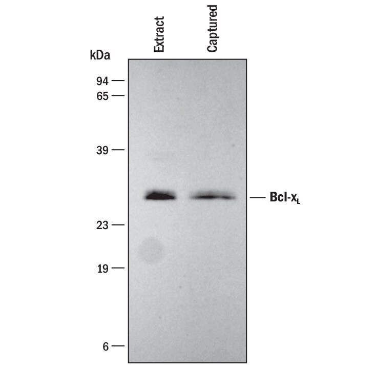 The Human/Mouse Total Bcl-xL DuoSet® IC ELISA is specific for Bcl-xL as shown by Western Blot analysis of the protein bound by the capture antibody supplied in the kit.