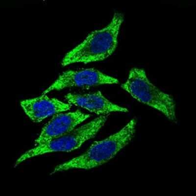 Immunocytochemistry/ Immunofluorescence: dynactin 4 Antibody (3G9D7) - BSA Free [NBP2-37399]