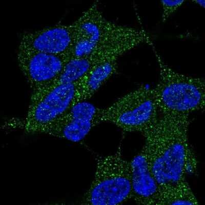 Immunocytochemistry/ Immunofluorescence: dynein, cytoplasmic 2, light intermediate chain 1 Antibody [NBP2-38008]