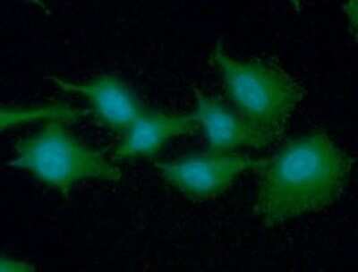 Immunocytochemistry/ Immunofluorescence: eEF1A1 Antibody (23C11) - BSA Free [NBP2-59411]