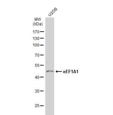 Western Blot: eEF1A1 Antibody [NBP1-32122]